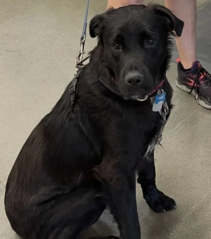 A young medium-sized male Black Black Labrador Retriever dog named Jasper for adoption in Davis, CA