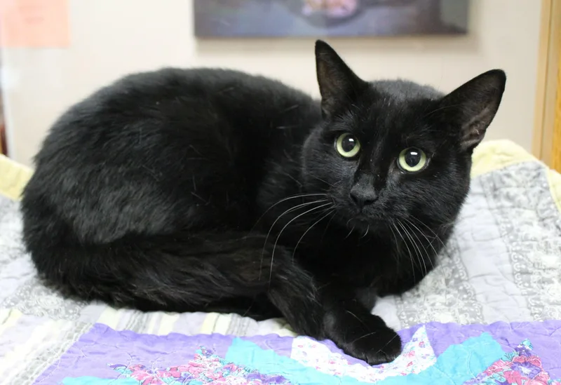 An adult large-sized male Domestic Short Hair cat named Monty for adoption in Portage, WI