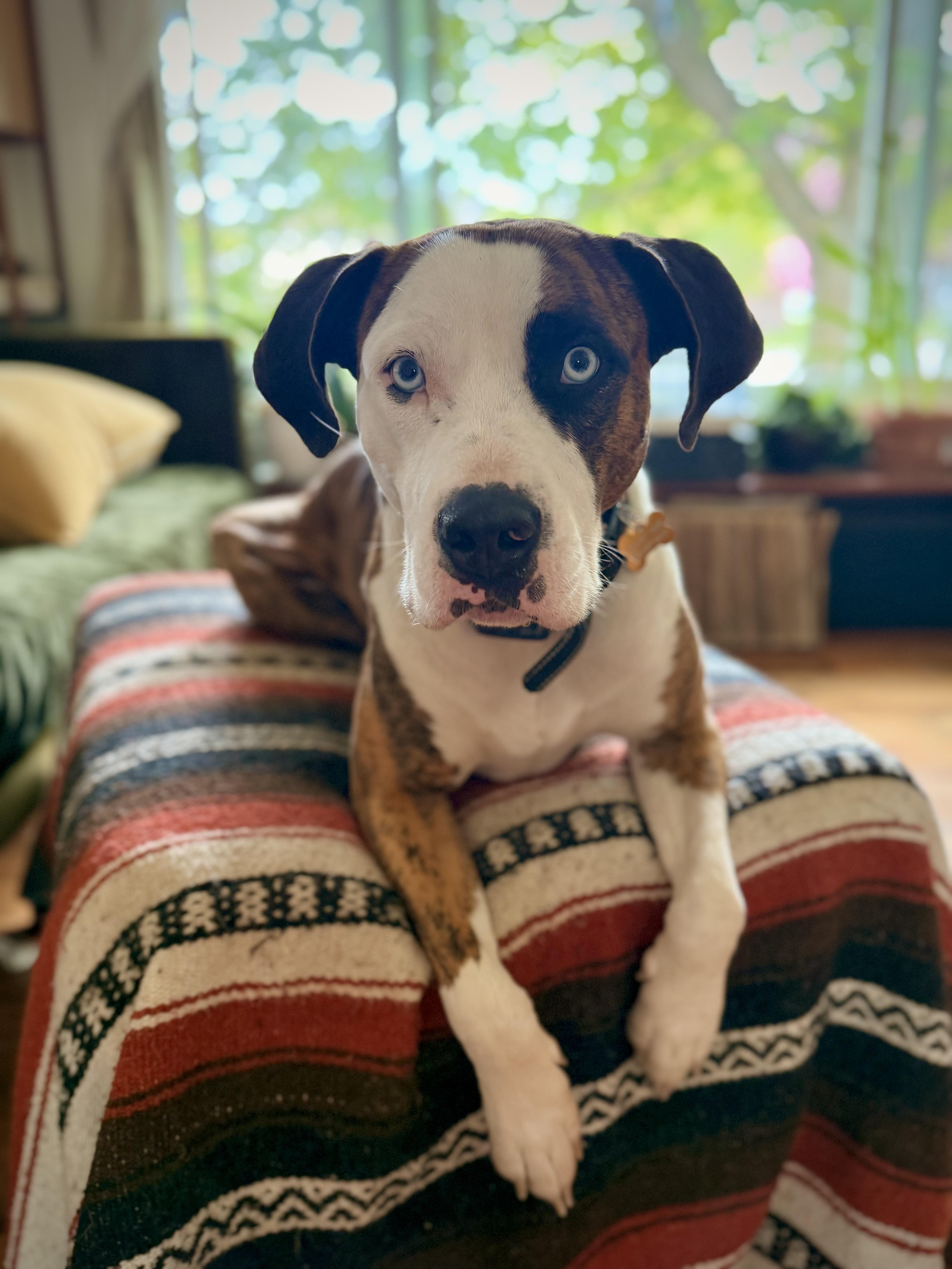 Brutus