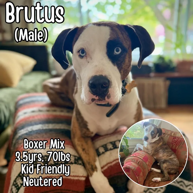 Brutus thumbnail 4