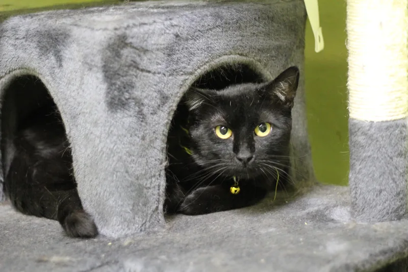An adult small-sized male Black Domestic Short Hair cat named Bear for adoption in Ottumwa, IA