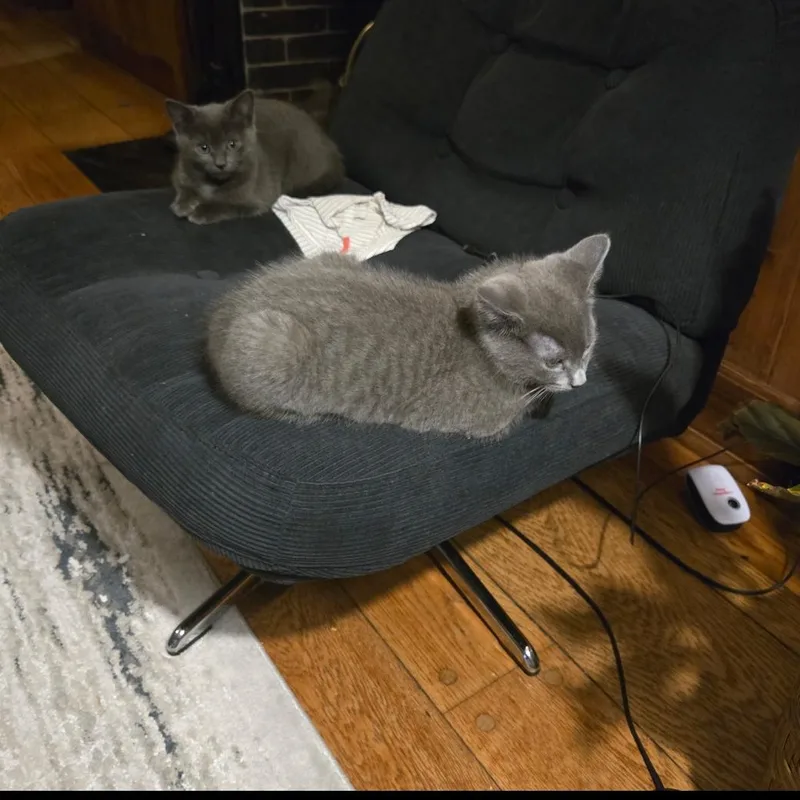 A baby small-sized male Tabby (Gray / Blue / Silver) Domestic Short Hair cat named Sgt. Pepper for adoption in North Haven, CT