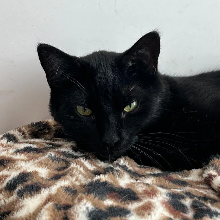 Channing thumbnail 2