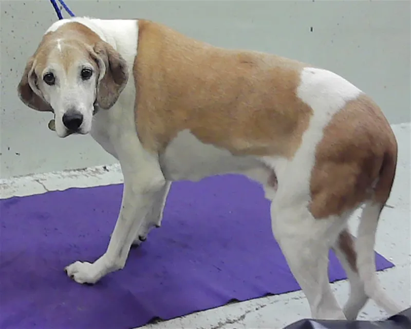 A senior large-sized male Foxhound dog named Dart for adoption in Houston, TX