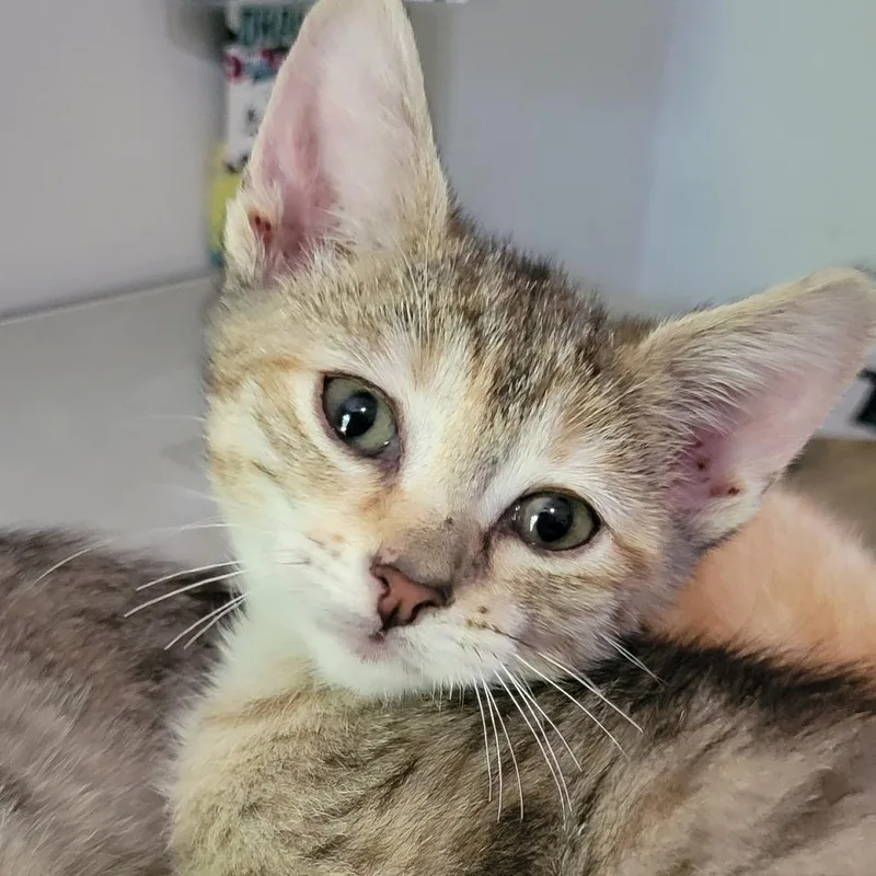 A baby small-sized female Brown / Chocolate Domestic Short Hair cat named Rumi for adoption in Atlanta, GA
