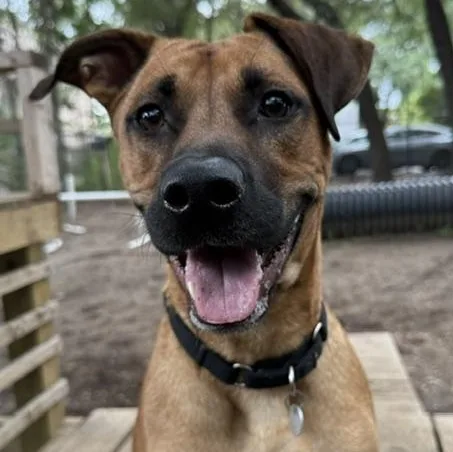 A young large-sized male Yellow / Tan / Blond / Fawn Mixed Breed dog named Groot for adoption in Charleston, SC