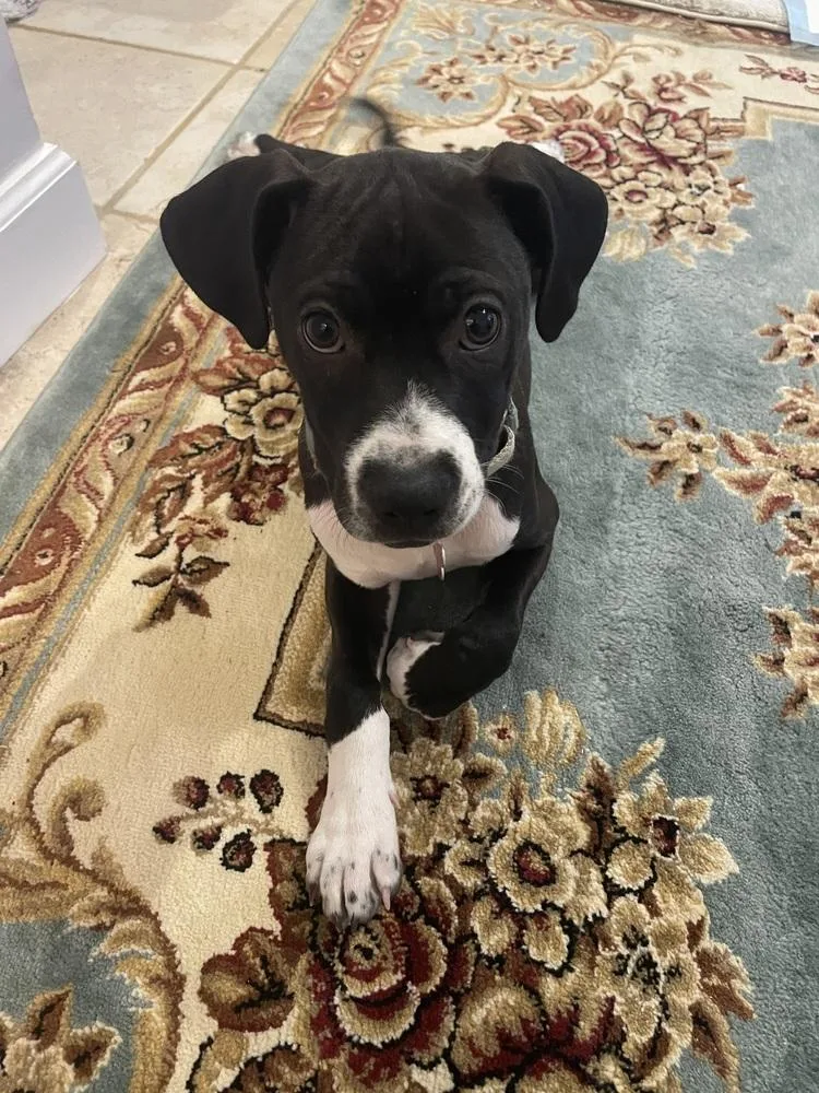 A young medium-sized female Tricolor (Brown, Black, & White) Labrador Retriever dog named Nutmeg for adoption in Washington, DC