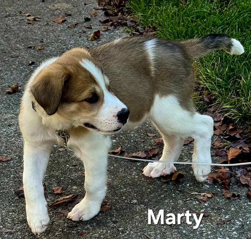 Puppy Marty