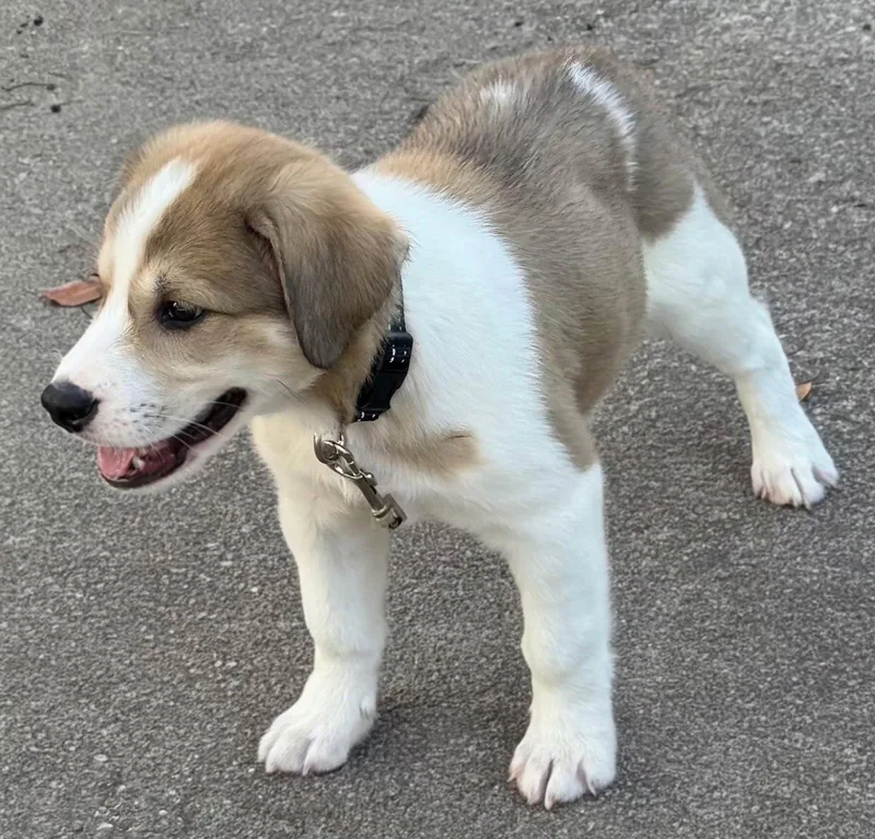 Puppy Marty thumbnail 3