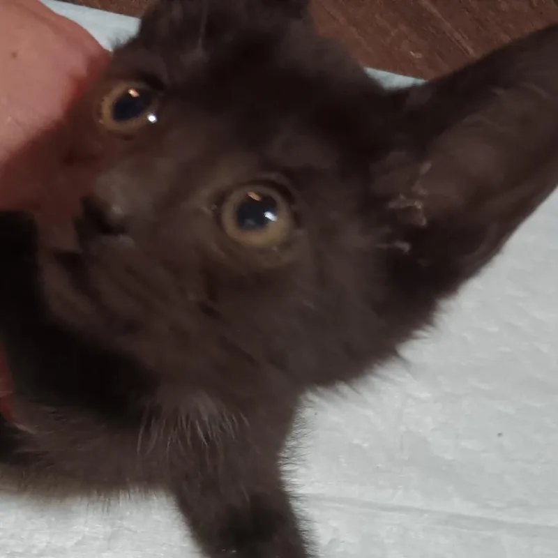 A baby small-sized male Black Domestic Short Hair cat named Titan for adoption in Marion, IL