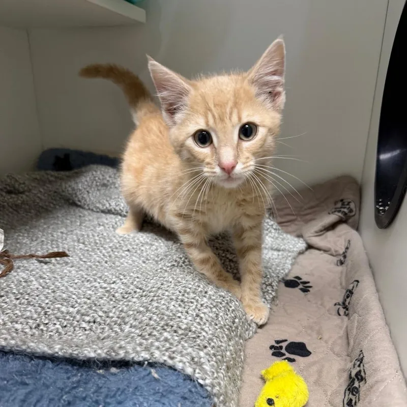 A baby small-sized male Orange / Red Domestic Short Hair cat named Porch Pirate for adoption in Waynesville, NC