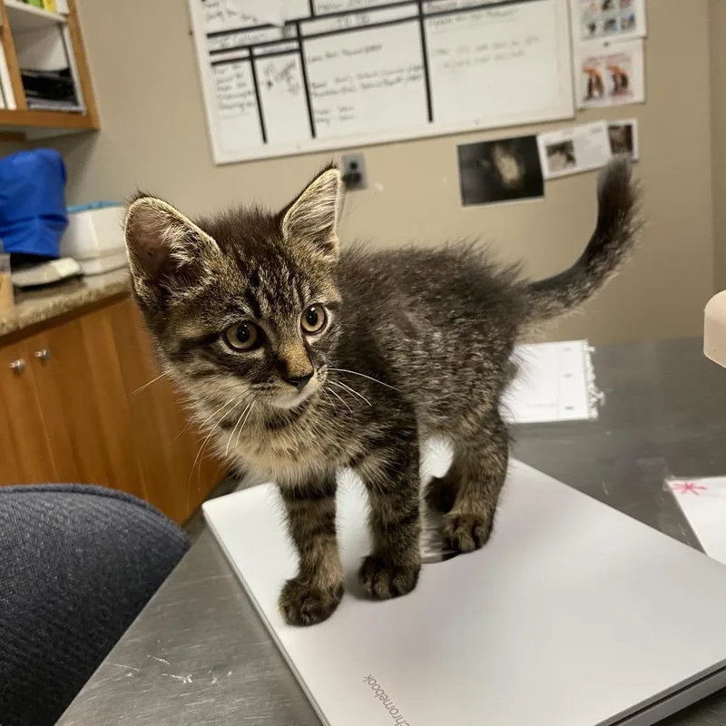 A baby small-sized male Brown / Chocolate Domestic Short Hair cat named Walker for adoption in Norfolk, NE
