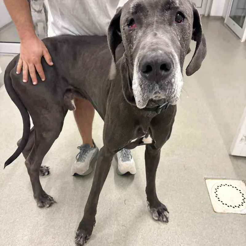 A senior extra large-sized male Gray / Blue / Silver Great Dane dog named Old Man Jenkins for adoption in Indiana, PA