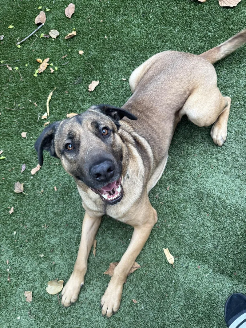 A young extra large-sized male Golden Cane Corso dog named Scooby for adoption in Louisville, KY