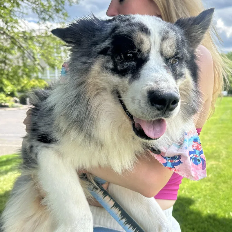 An adult medium-sized male Australian Shepherd dog named Trax for adoption in Mahwah, NJ