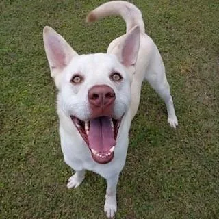 An adult large-sized male White / Cream Akita dog named Butterball Boyd for adoption in Tyler, TX
