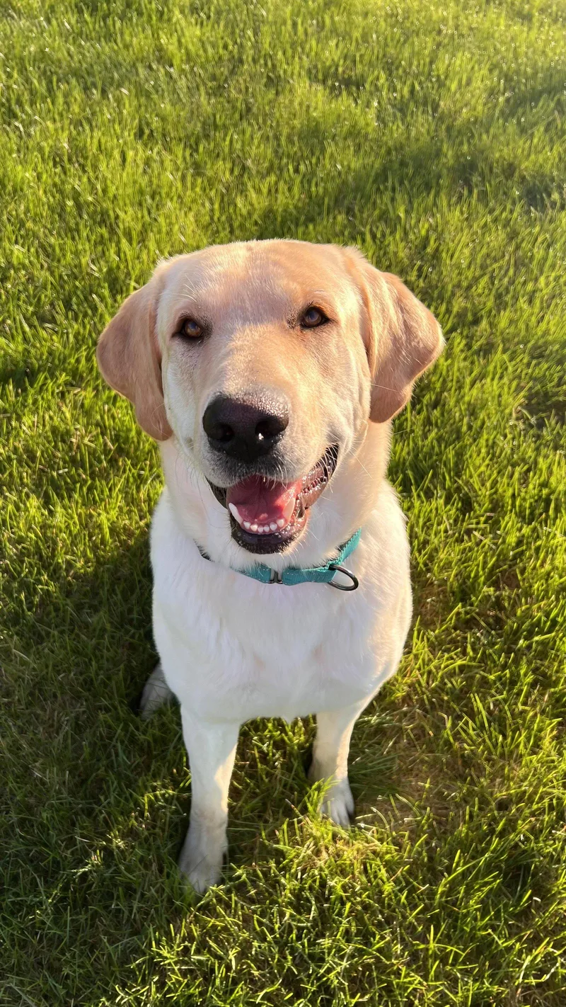 An adult large-sized male Labrador Retriever dog named Rizz for adoption in Omaha, NE