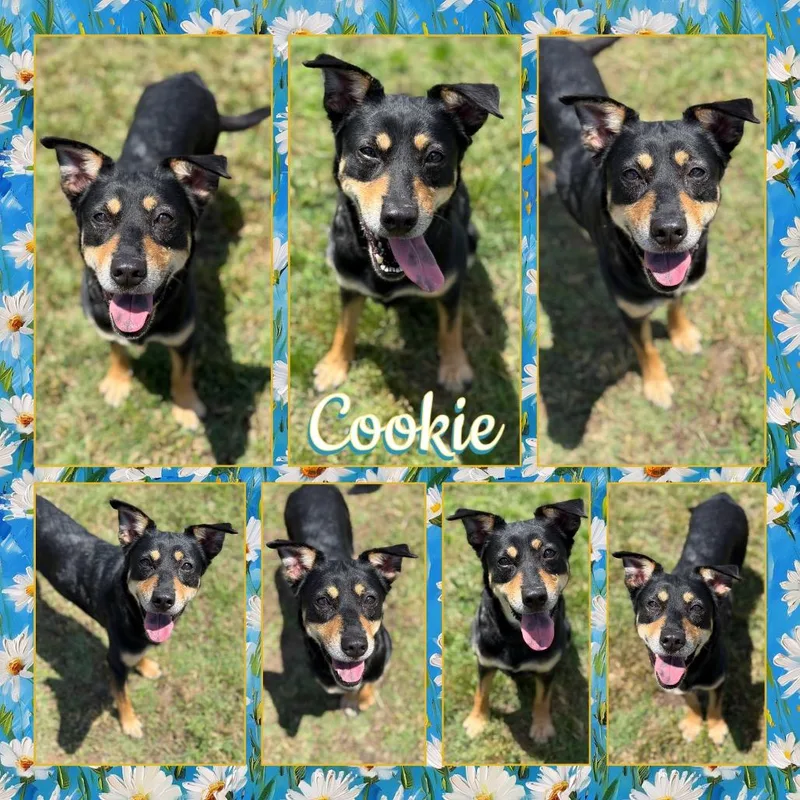 Cookie thumbnail 2