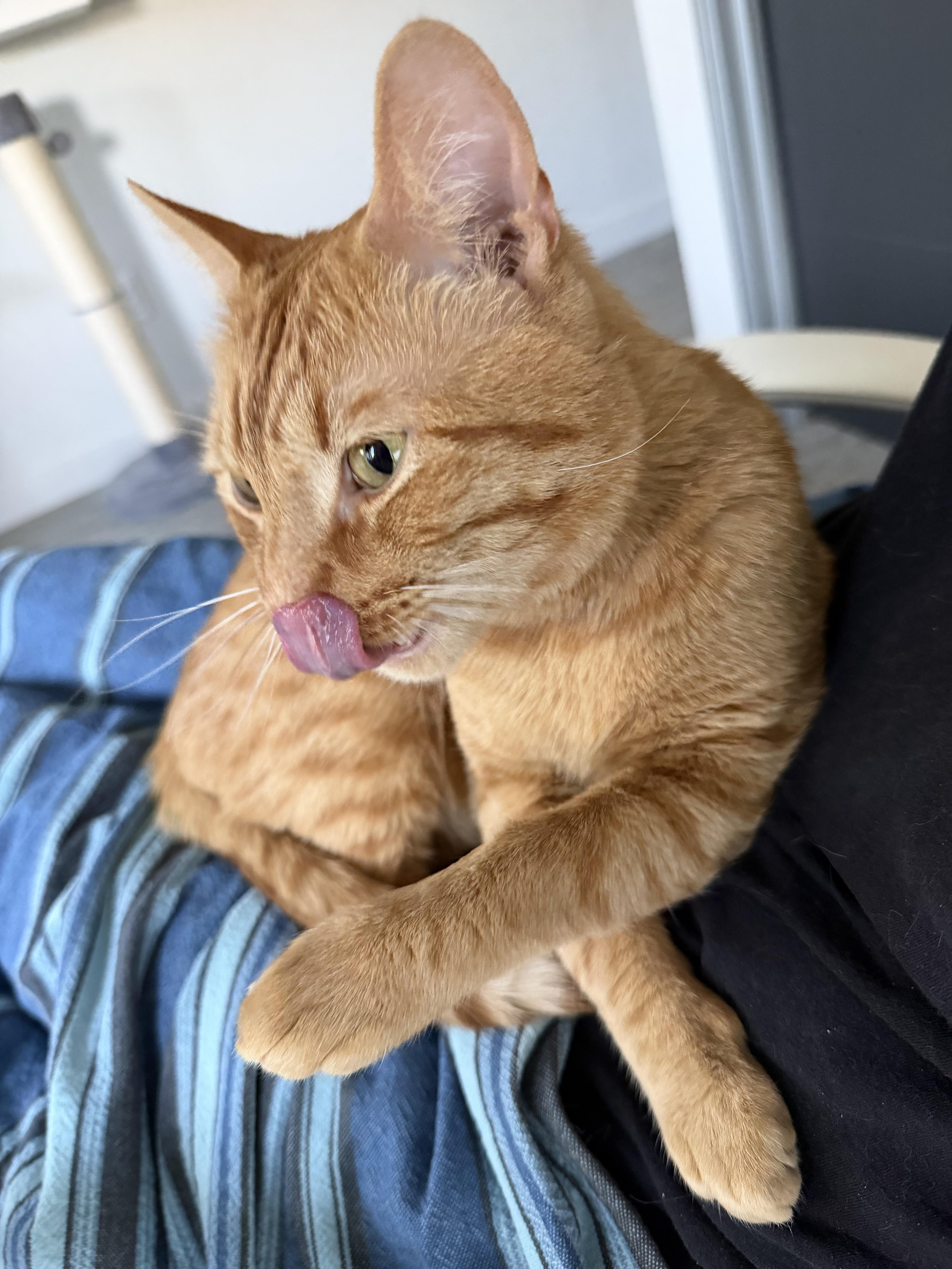 Cheeto thumbnail 2