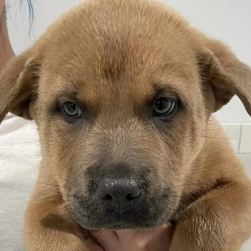 Bruno thumbnail 2