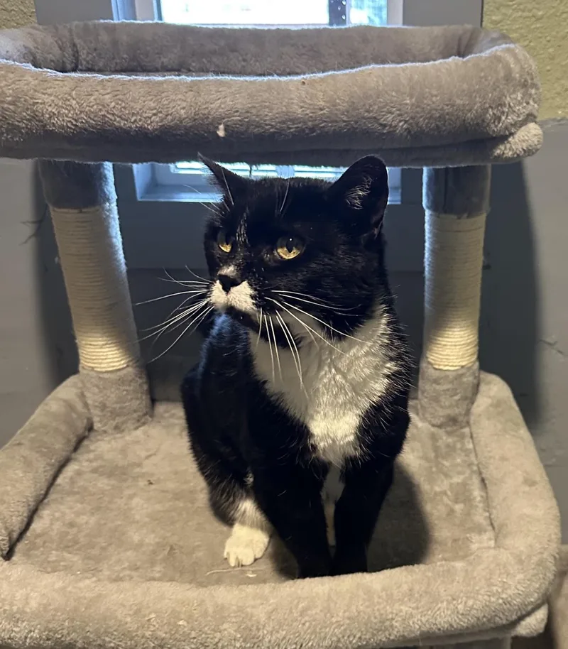 An adult medium-sized female Tuxedo cat named Flower for adoption in Stagecoach, NV