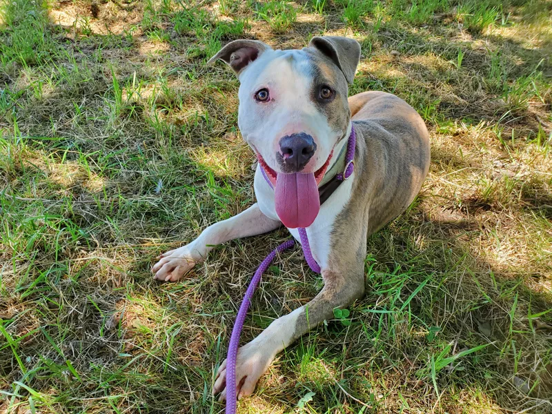 A young medium-sized male Pit Bull Terrier dog named Joel for adoption in Jersey city, NJ