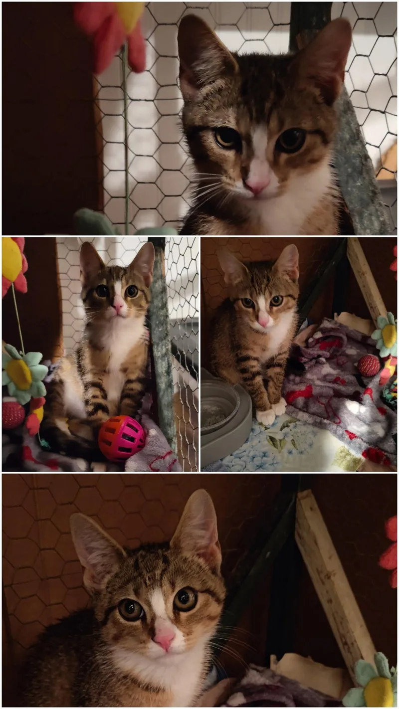 A baby medium-sized male Tabby (Brown / Chocolate) Domestic Short Hair cat named Shimmy for adoption in York, PA