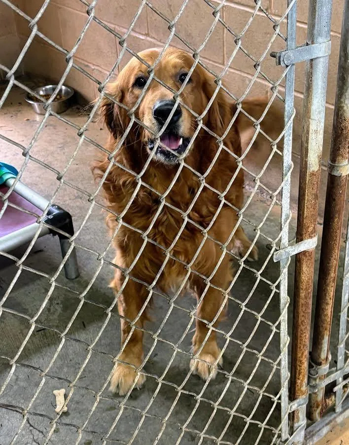 An adult large-sized male Golden Retriever dog named Sammy for adoption in New Windsor, NY