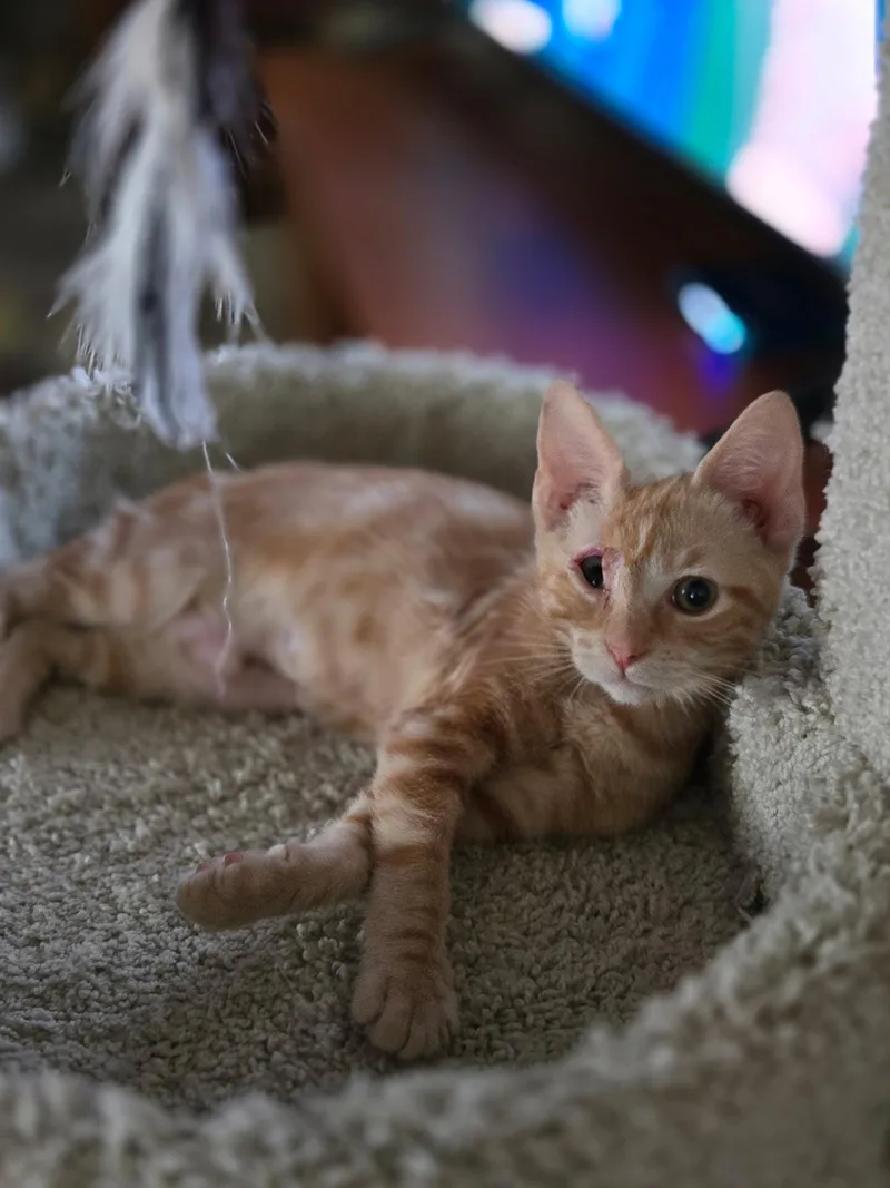 A baby medium-sized female Orange / Red Domestic Short Hair cat named Sunbeam for adoption in Plainfield, IL