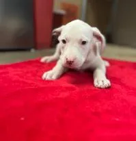 A baby medium-sized female Mixed Breed dog named Tessa for adoption in West Chester, PA