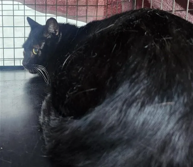 An adult large-sized male Domestic Short Hair cat named Miso for adoption in Fort Lauderdale, FL