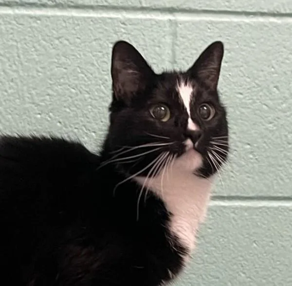 An adult small-sized female Domestic Short Hair cat named Cutie Pie for adoption in Golden, CO