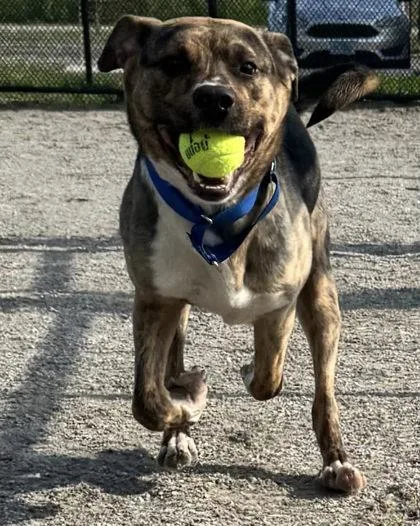 An adult large-sized female Mixed Breed dog named Royal for adoption in Fairfax, VA