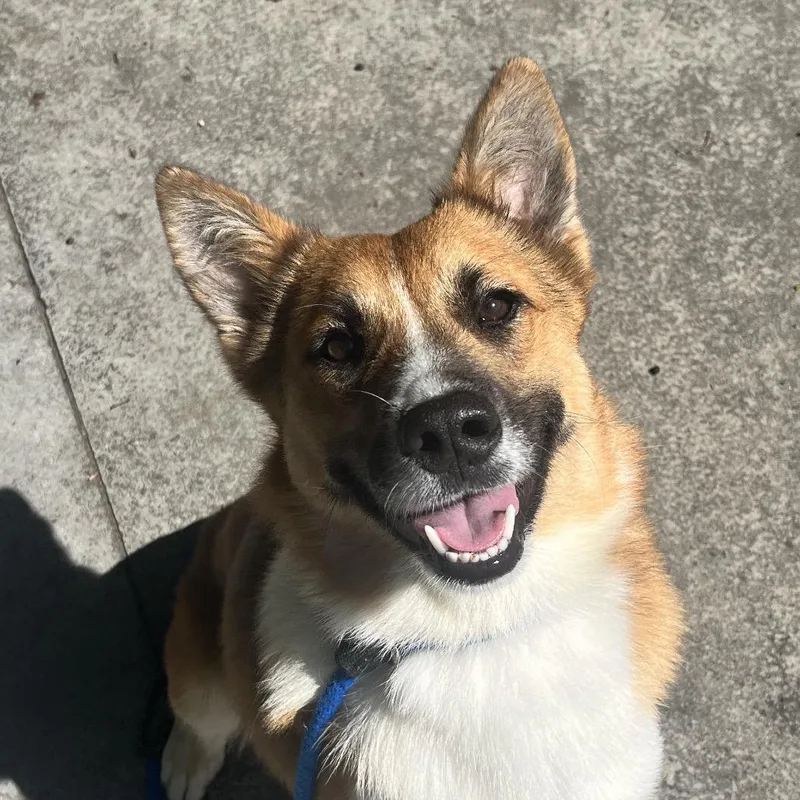 A young medium-sized male Yellow / Tan / Blond / Fawn Mixed Breed dog named Lassie for adoption in East Hanover, NJ
