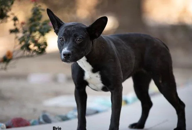 An adult medium-sized female Black Basenji dog named Brie for adoption in Ventura, CA