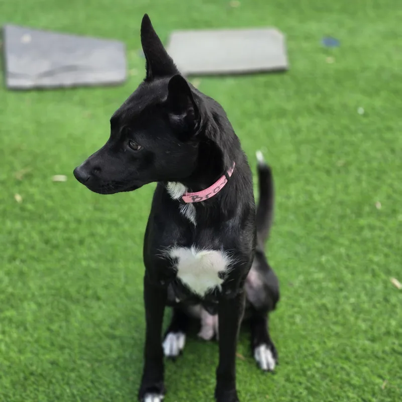 A young medium-sized female Black German Shepherd Dog dog named Millie for adoption in Blairstown, NJ