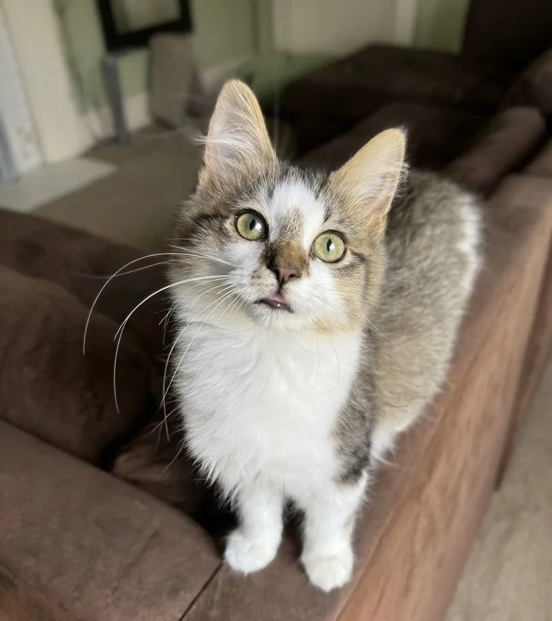 A baby small-sized male Gray / Blue / Silver Domestic Medium Hair cat named Galileo for adoption in Greenville, SC