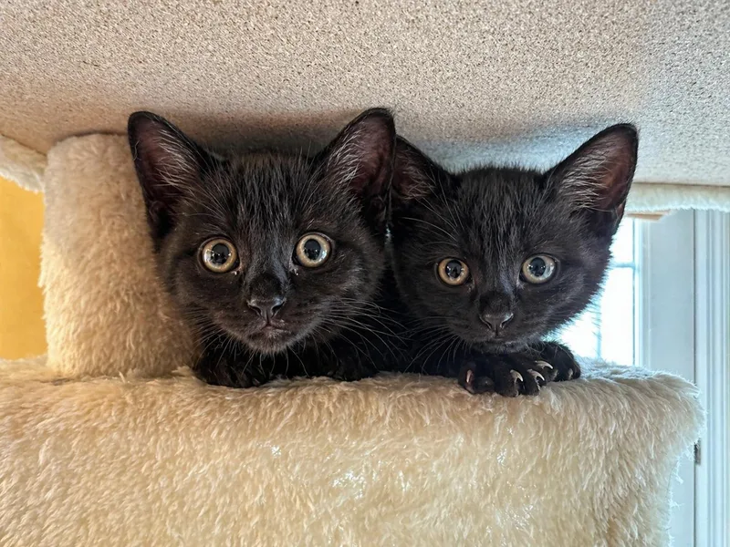 A baby medium-sized female Black Domestic Short Hair cat named Bamboo for adoption in Lemoyne, PA