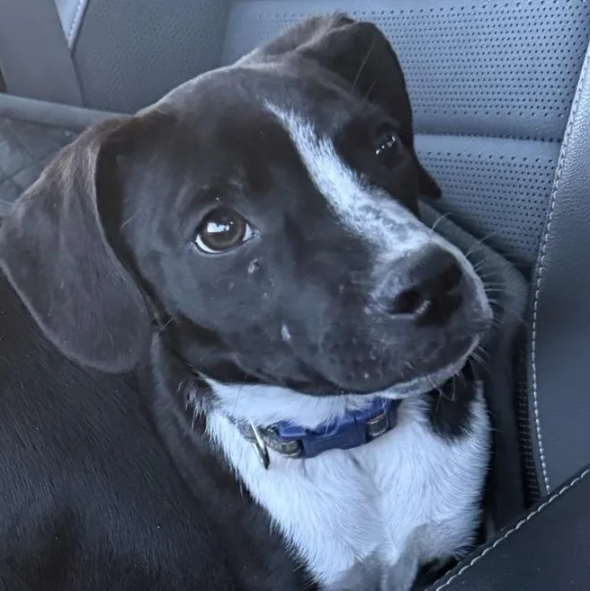 A baby medium-sized male Black Beagle dog named Popper for adoption in LEMONT, IL