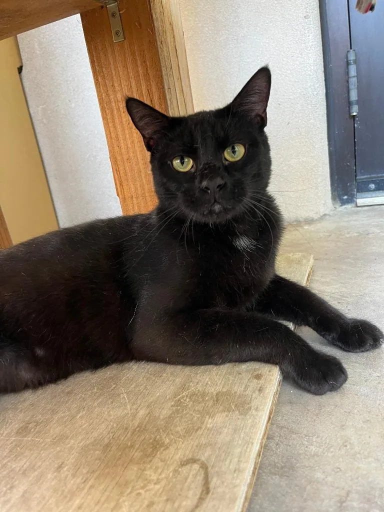 A young medium-sized male Domestic Short Hair cat named Oodles of Noodles for adoption in Cincinnati, OH