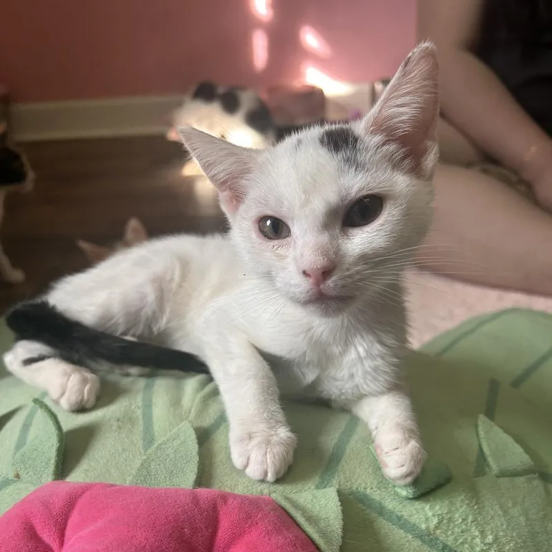 A baby small-sized male White Domestic Short Hair cat named Panda for adoption in Philadelphia, PA