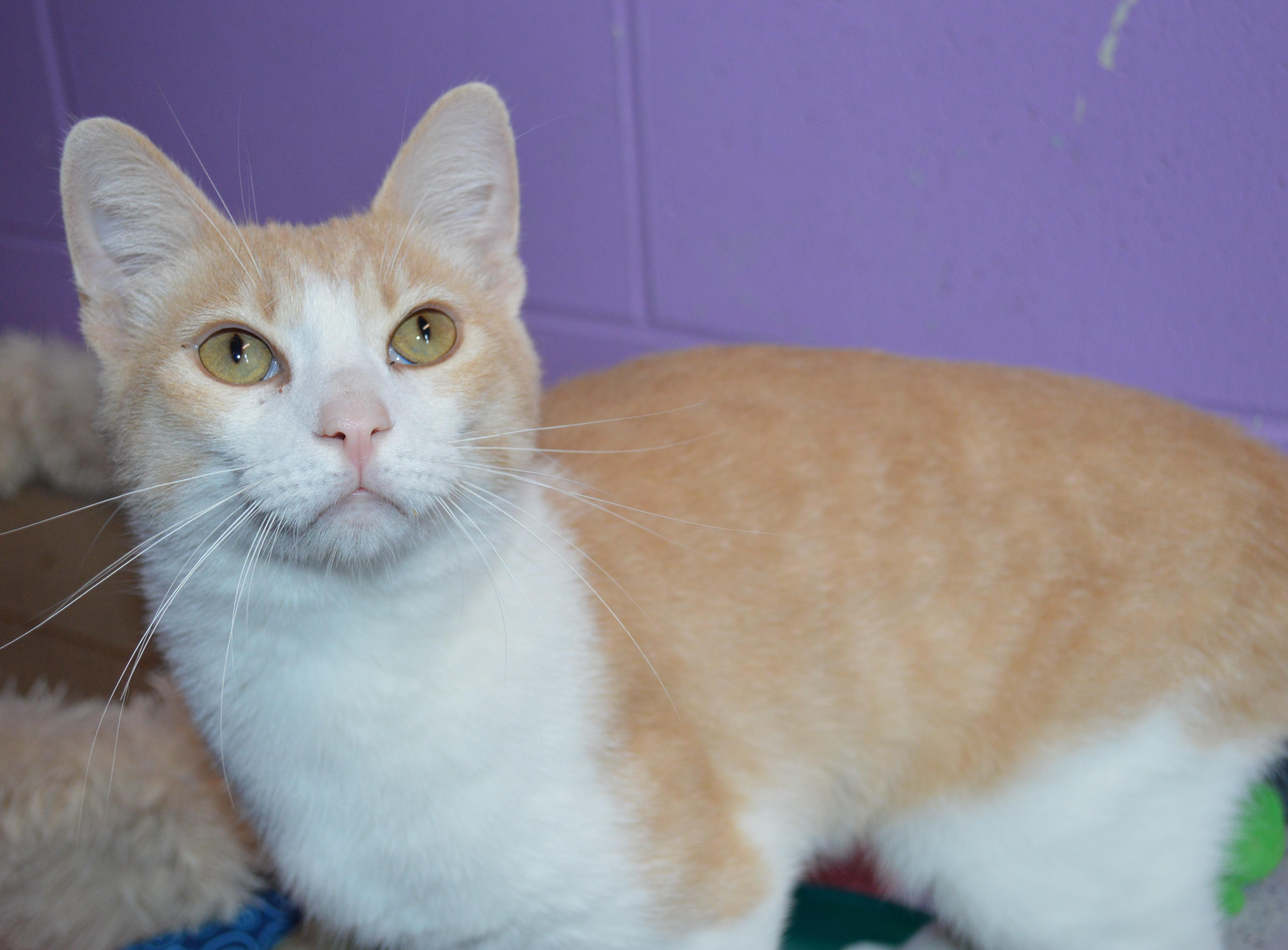 A young medium-sized male Buff & White Domestic Short Hair cat named Mr. Sunshine for adoption in House Springs, MO