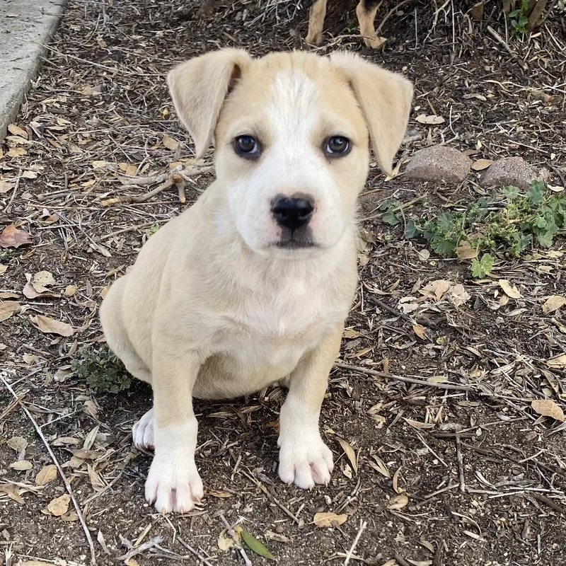 A baby medium-sized female Yellow / Tan / Blond / Fawn Labrador Retriever dog named Hermione for adoption in Escondido, CA