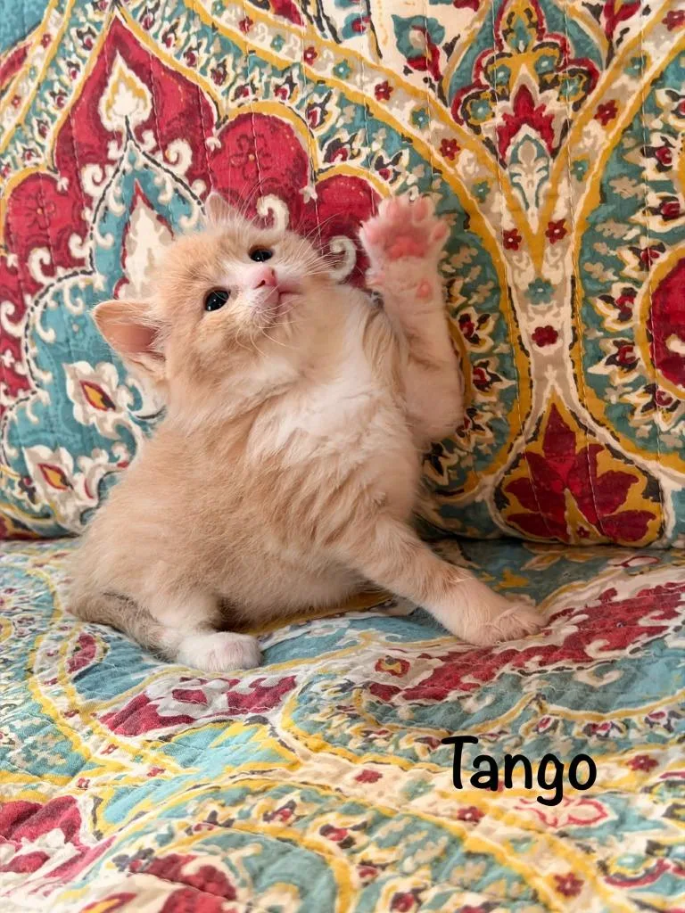 A baby medium-sized male Domestic Short Hair cat named Tango for adoption in Hoover , AL
