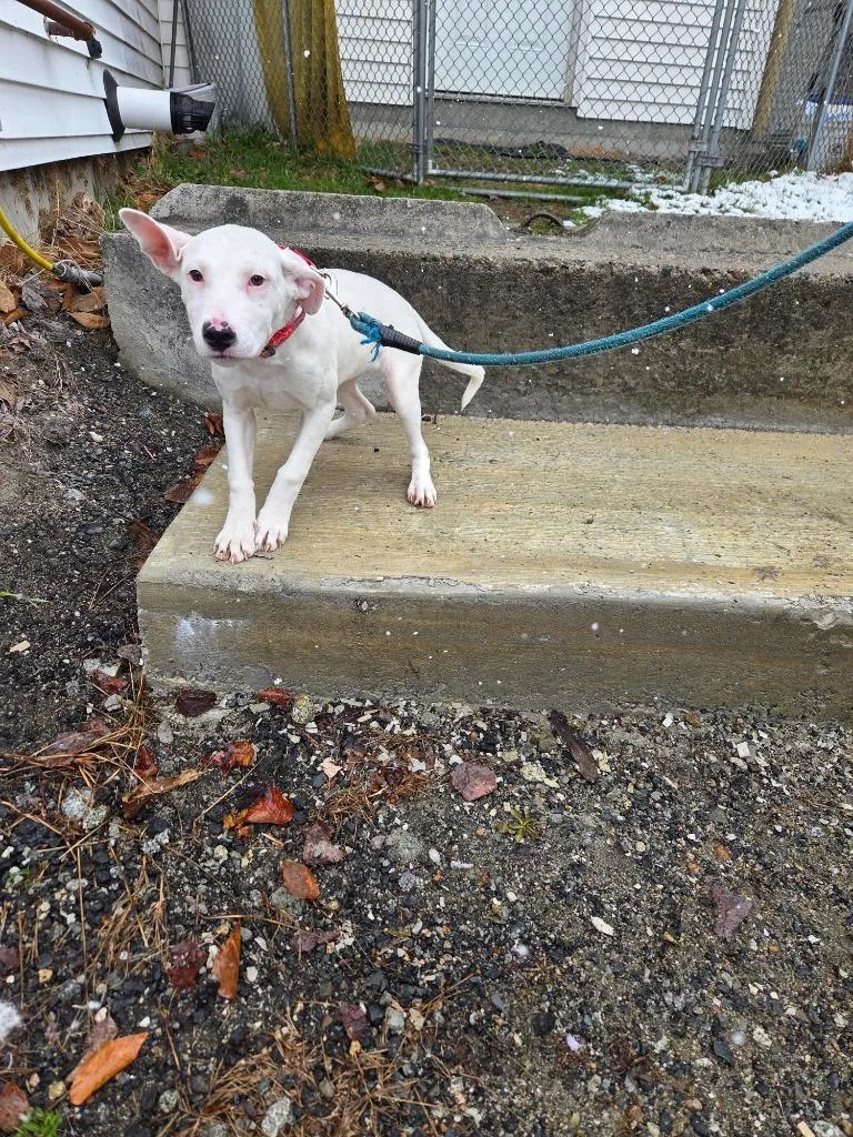 A baby large-sized female Labrador Retriever dog named Skyler for adoption in Lunenburg, VT