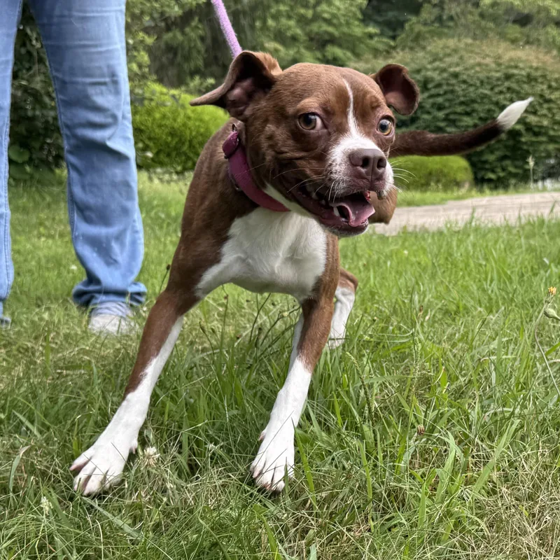 A young small-sized female Brown / Chocolate Boston Terrier dog named Betsy for adoption in Latrobe, PA