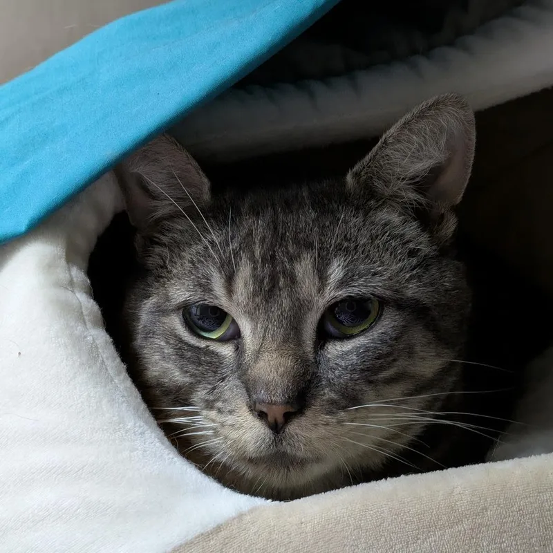 An adult large-sized male Gray / Blue / Silver Domestic Short Hair cat named Boots for adoption in South Burlington, VT