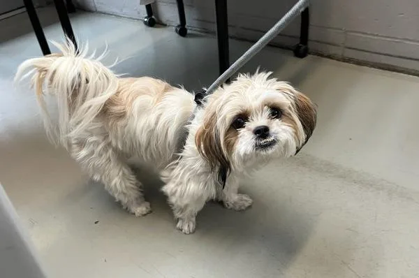 A young small-sized female Mixed Breed dog named Jewel for adoption in Staten Island, NY