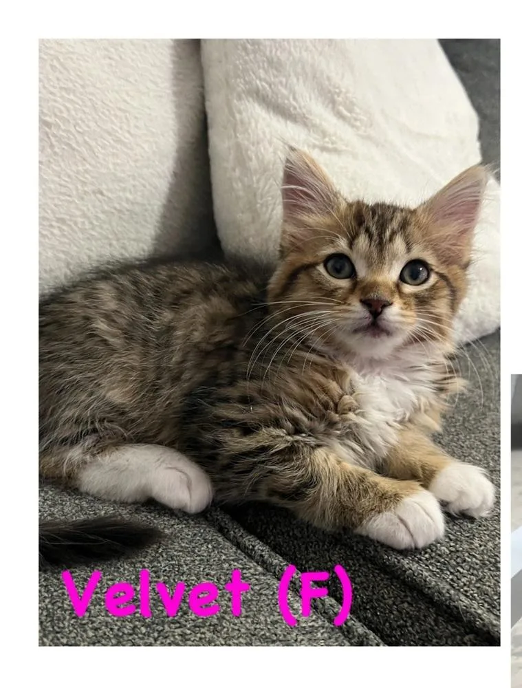 A baby small-sized female Domestic Short Hair cat named Velvet for adoption in Vancouver, WA