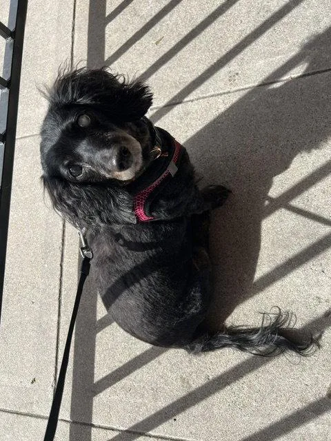Harley bonded with Frankie thumbnail 2